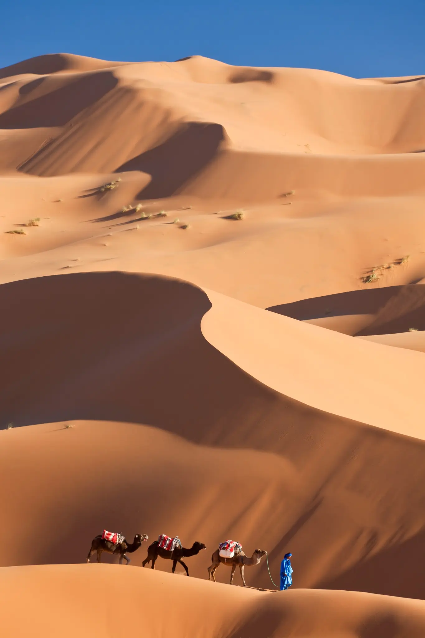 Couple riding camels into the Erg Chebbi sand dunes at golden hour— best Morocco tours
