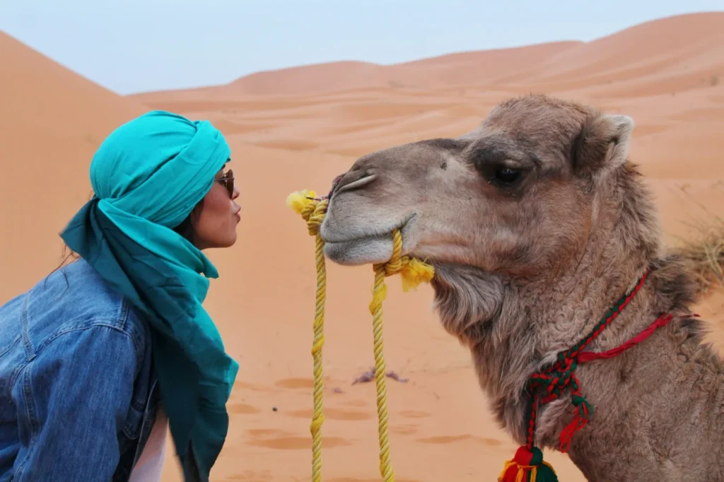 All Morocco Tours —camel in merzouga desert