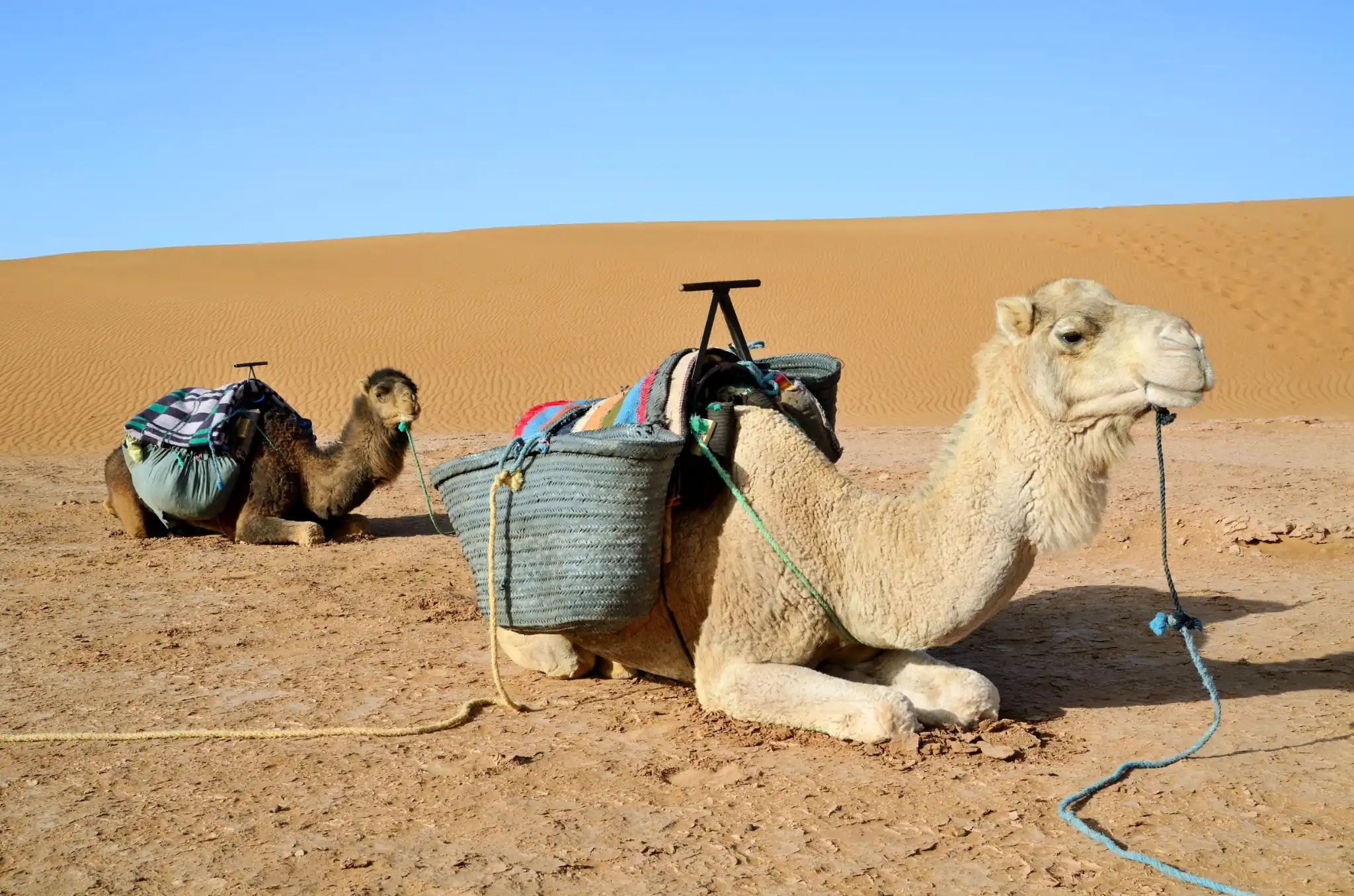 Authentic Morocco Camel Tours with local desert guides