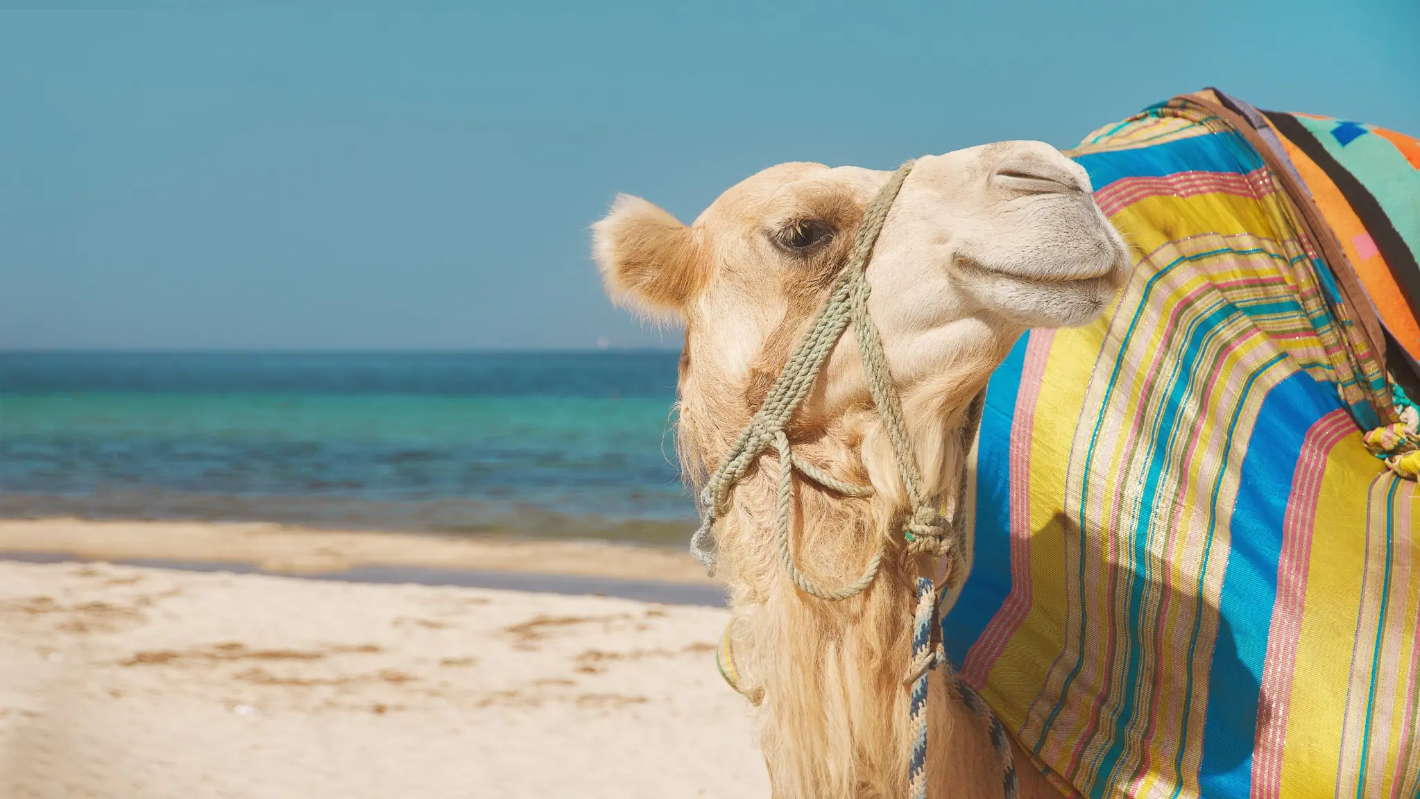 Camel ride along the Atlantic beach at Essaouira, Morocco