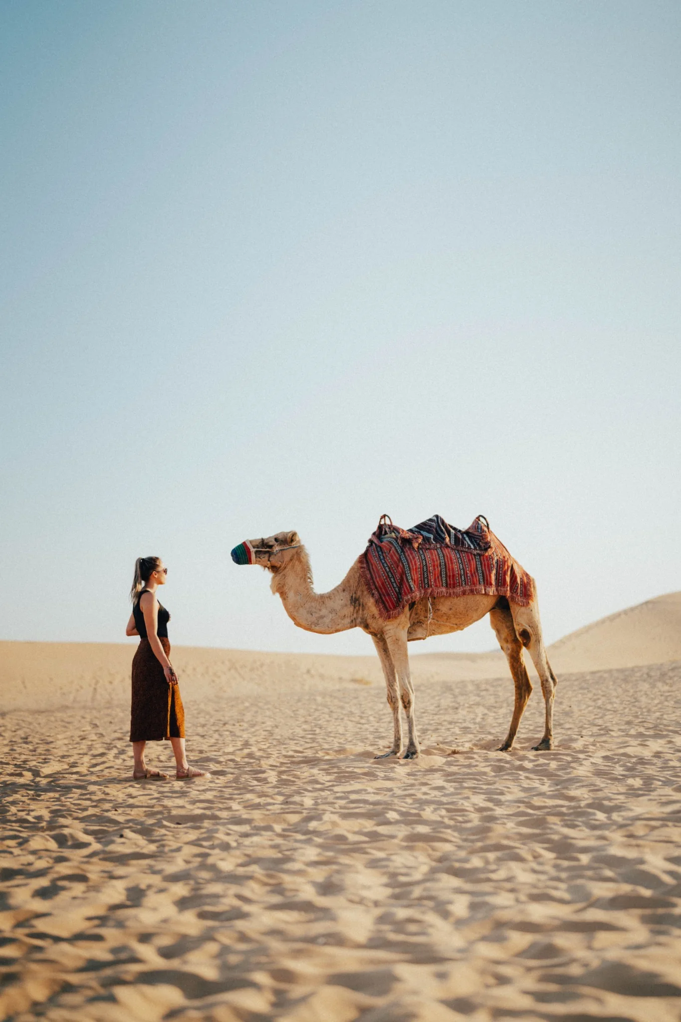 Camel trek into the Erg Chebbi dunes at sunset, Merzouga