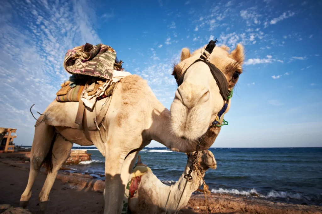 Morocco Camel Tours with overnight desert camp experience