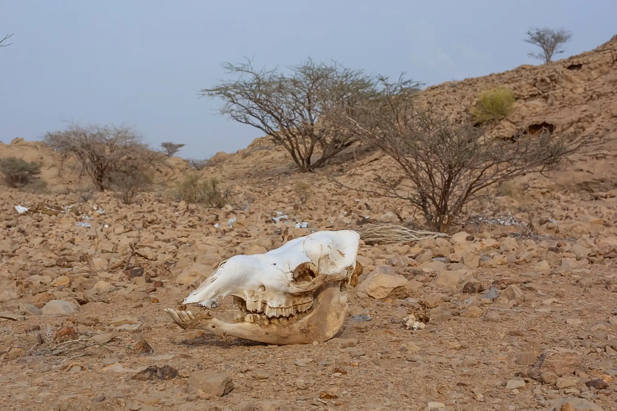 Stony moonscape of the Agafay Desert with Atlas views
